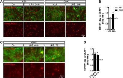 Pathological Neuroinflammatory Conversion of Reactive Astrocytes Is Induced by Microglia and Involves Chromatin Remodeling